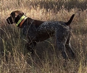 Mother of the German Shorthaired Pointer puppies born on 05/26/2026