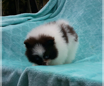 Small #26 Pomeranian