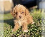 Puppy Puppy 4 Poodle (Toy)