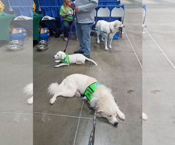 Medium Photo #29 Chow Chow-Great Pyrenees Mix Puppy For Sale in Houston, TX, USA