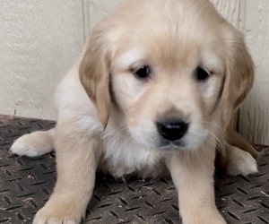 Golden Retriever Puppy for sale in HOLLAND, MI, USA