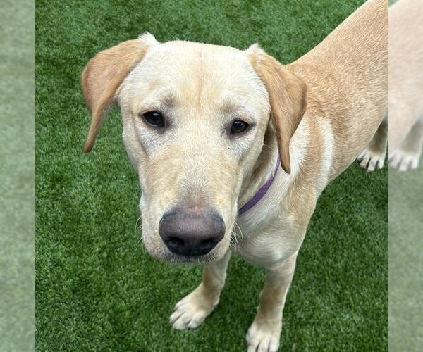 Medium Photo #4 Labrador Retriever-Unknown Mix Puppy For Sale in San Diego, CA, USA
