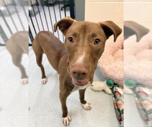 Labrador Retriever-Unknown Mix Dogs for adoption in Boston, MA, USA