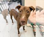 Small Labrador Retriever Mix