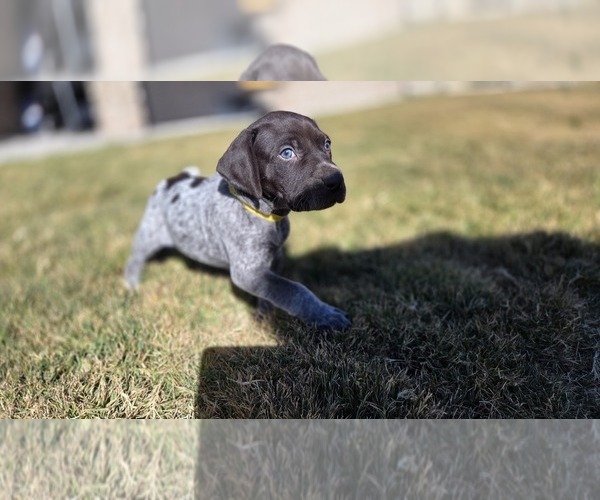 Medium Photo #5 German Shorthaired Pointer Puppy For Sale in ALAMOGORDO, NM, USA