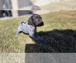 Puppy Todd German Shorthaired Pointer