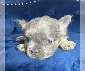 French Bulldog Puppy for sale in COLUMBUS, OH, USA