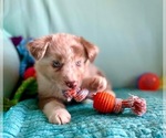 Small Photo #11 Miniature Australian Shepherd Puppy For Sale in BOUSE, AZ, USA