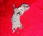 Small Photo #13 American Bully Puppy For Sale in TRENTON, NJ, USA