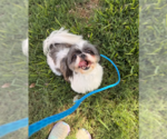 Small #4 Shih Tzu Mix