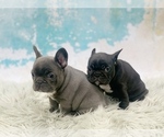 Small Photo #9 French Bulldog Puppy For Sale in LAS VEGAS, NV, USA
