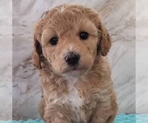 Bichpoo Puppy for sale in ARTHUR, IL, USA