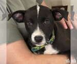 Small #1 Labrador Retriever Mix