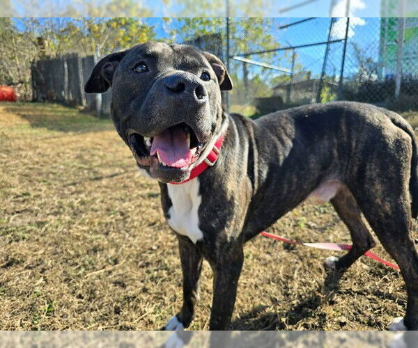 Medium Photo #2 American Pit Bull Terrier Puppy For Sale in Ocala, FL, USA