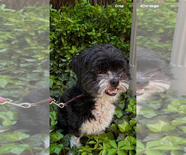 Medium Photo #2 Shih Tzu Puppy For Sale in Brights Grove, Ontario, Canada