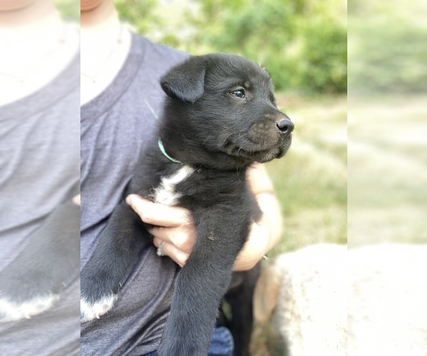Medium Photo #5 Labrenees Puppy For Sale in ROYSTON, GA, USA