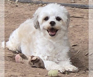 **LOLA - Read Bio Below - Female Shih-Poo Dog for Adoption - Photo #5