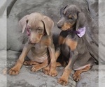 Small Photo #18 Doberman Pinscher Puppy For Sale in POMEROY, OH, USA