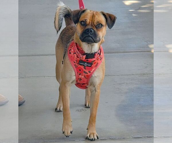 Medium Photo #2 Pug-Unknown Mix Puppy For Sale in Tustin, CA, USA