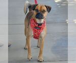 Small #1 Pug Mix