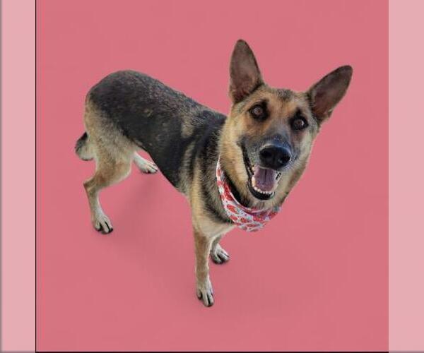 Medium Photo #1 German Shepherd Dog Puppy For Sale in Bakersfield, CA, USA