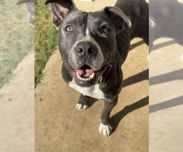 Medium Photo #3 American Staffordshire Terrier-Unknown Mix Puppy For Sale in Oak Bluffs, MA, USA