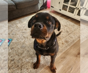 Rottweiler Puppy for sale in STATE ROAD, NC, USA