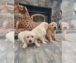 Small Photo #4 Golden Retriever Puppy For Sale in ELVERTA, CA, USA