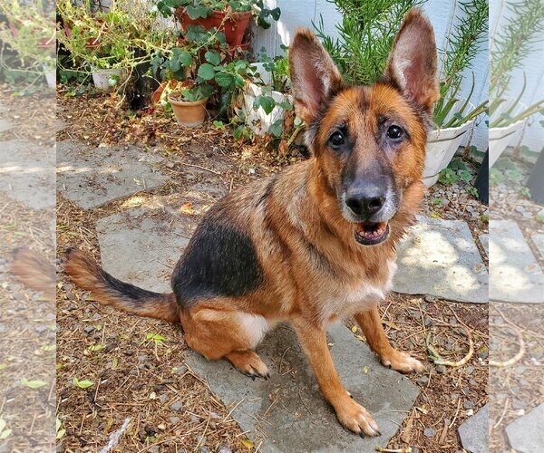 Medium Photo #2 German Shepherd Dog Puppy For Sale in Temecula, CA, USA