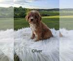 Small Cavapoo