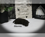 Small #3 Poodle (Toy)