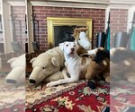 Small Photo #3 Labrador Retriever-Unknown Mix Puppy For Sale in Rockaway, NJ, USA