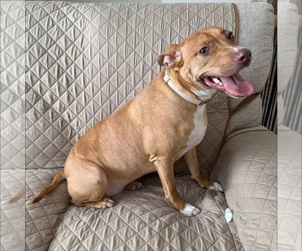 Medium Photo #2  Puppy For Sale in , 