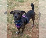 Small #2 Chiweenie