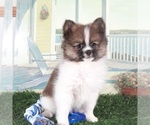 Small #1 Pomeranian