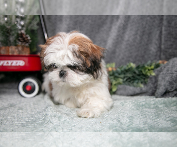 Medium Photo #2 Shih Tzu Puppy For Sale in CLARE, MI, USA