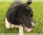 Small Photo #2 Border Collie-Great Pyrenees Mix Puppy For Sale in SHAWNEE, OK, USA