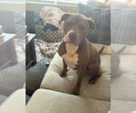 Small #1 American Pit Bull Terrier