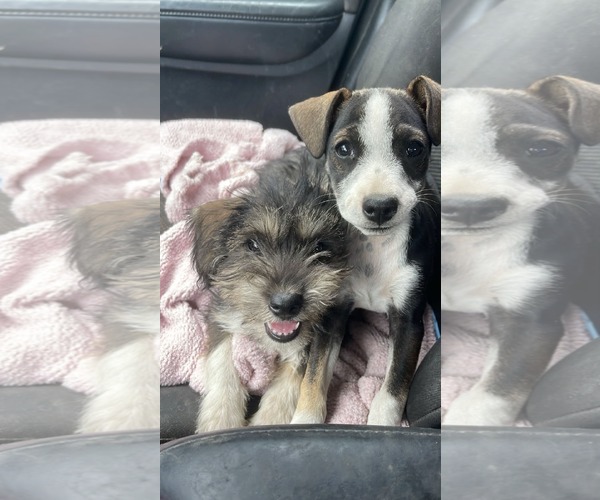 Medium Photo #3 Mutt Puppy For Sale in Escondido, CA, USA