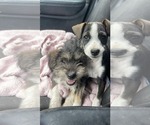 Small #2 Mutt