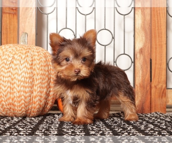 Medium Photo #3 Yorkshire Terrier Puppy For Sale in NAPLES, FL, USA