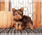 Small #2 Yorkshire Terrier