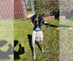 Small Photo #2 German Shorthaired Pointer Puppy For Sale in Muskegon, MI, USA