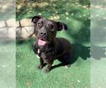 Small #1 American Pit Bull Terrier
