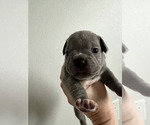 Small Photo #4 French Bulldog Puppy For Sale in KAHULUI, HI, USA