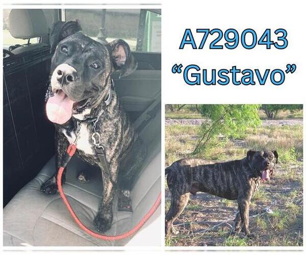 Medium Photo #2 Masti-Bull Puppy For Sale in San Antonio, TX, USA