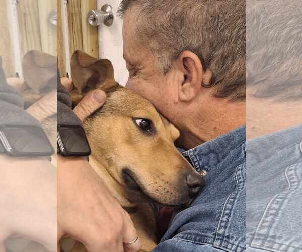 Medium Photo #2 Mutt Puppy For Sale in Shelburne, VT, USA