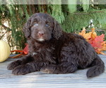 Small #3 Labradoodle