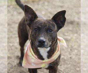 Labrador Retriever-Unknown Mix Dogs for adoption in San Antonio, TX, USA