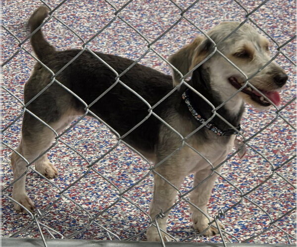 Medium Photo #3 Mutt Puppy For Sale in Shelbyville, TN, USA